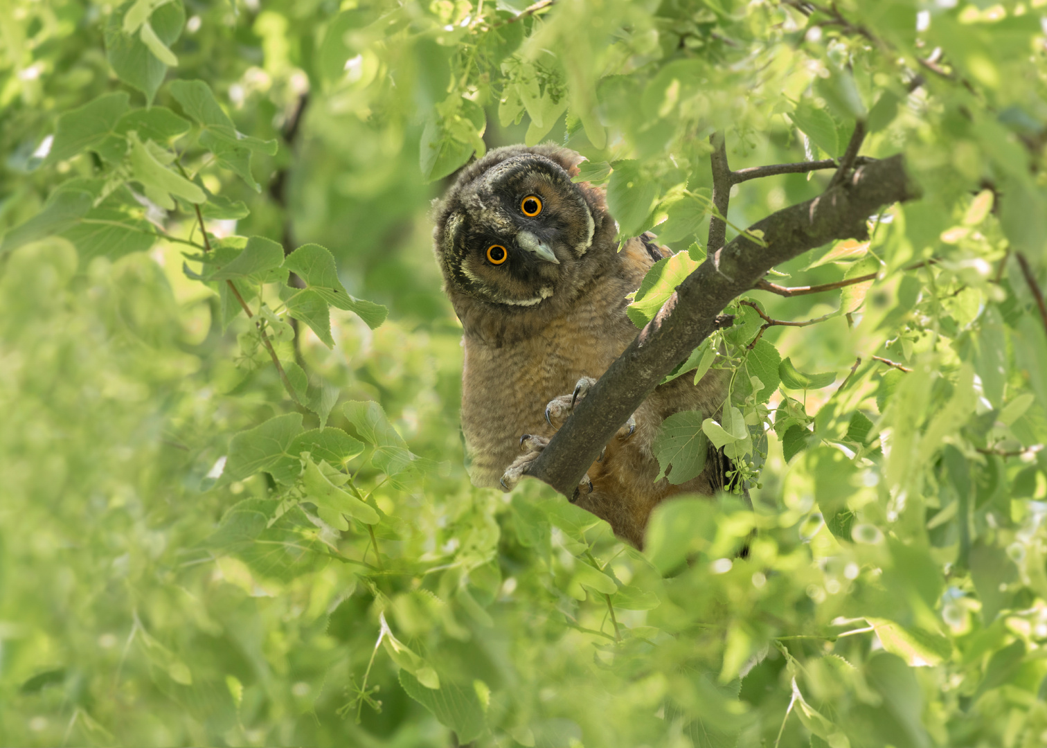 Waldohreule (Asio otus)