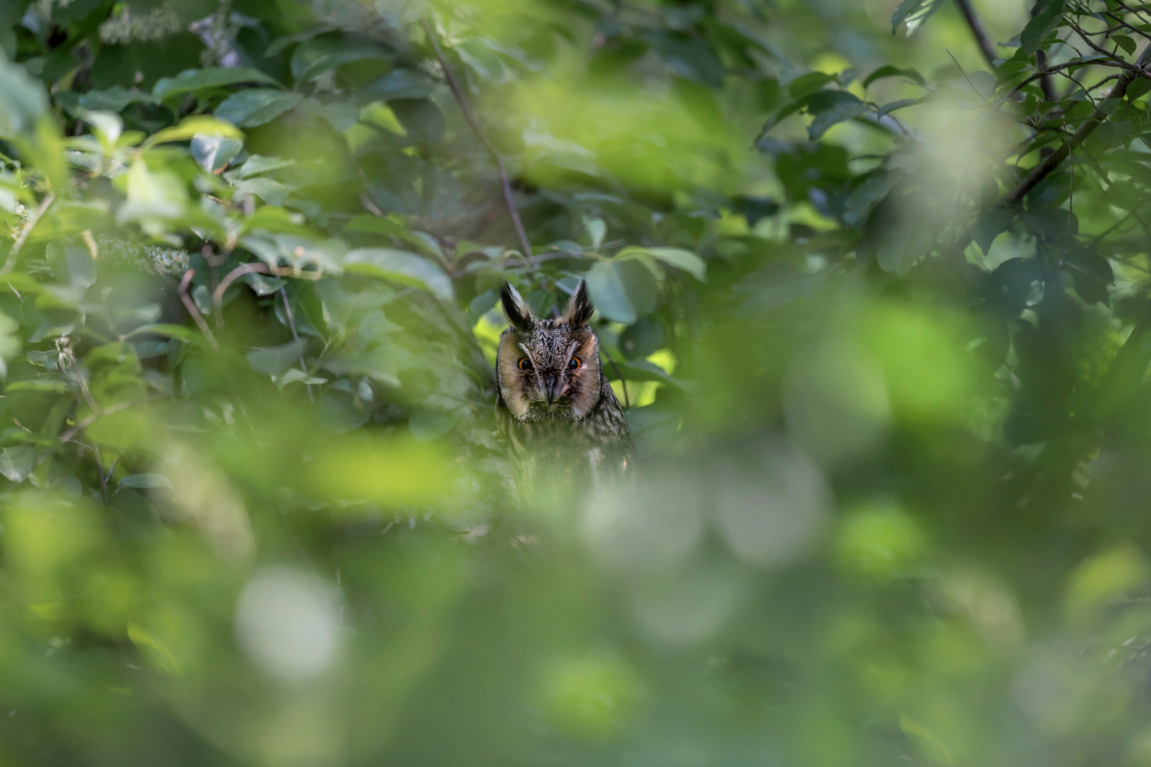 Waldohreule (Asio otus)