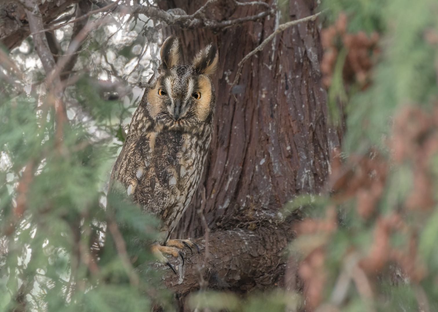 Waldohreule (Asio otus)