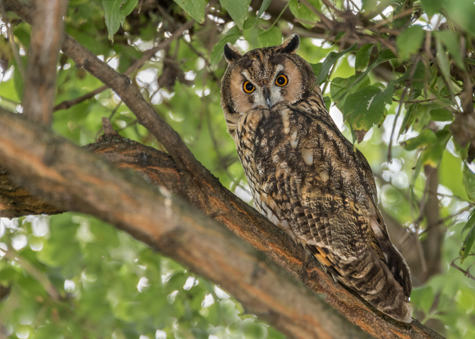 Waldohreule (Asio otus) 