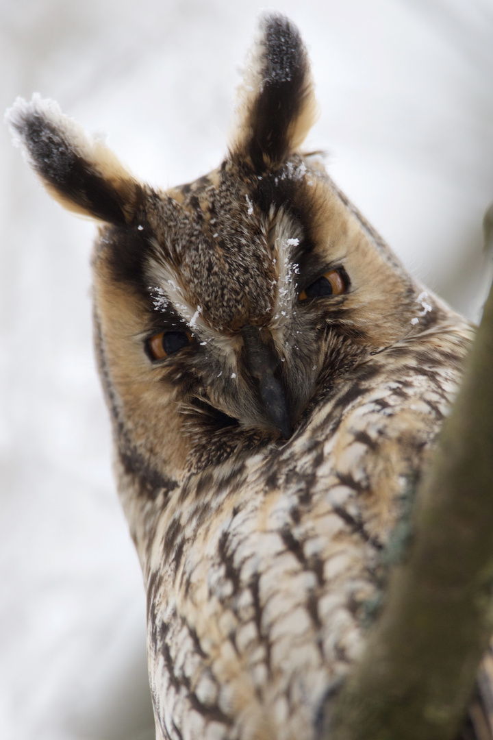 Waldohreule (Asio otus)