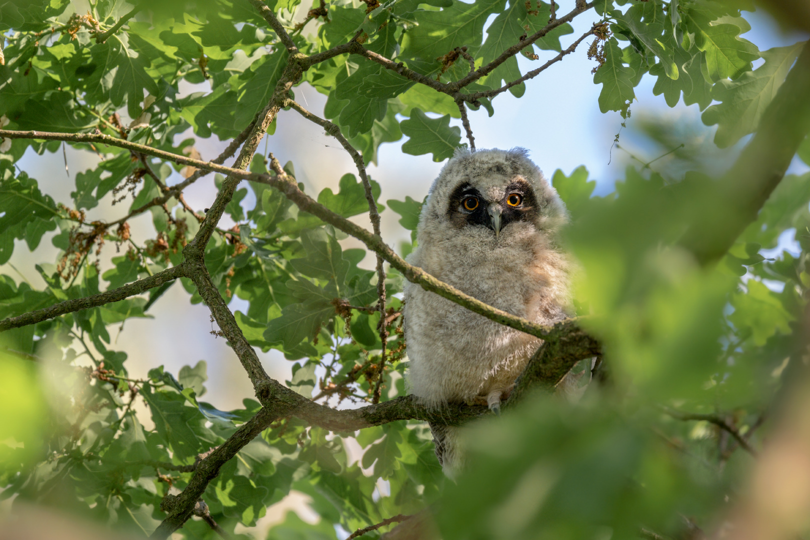 Waldohreule (Asio otus)