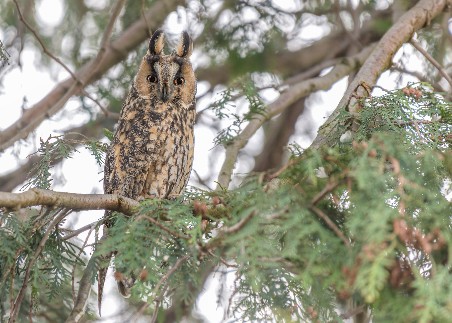 Waldohreule (Asio otus)