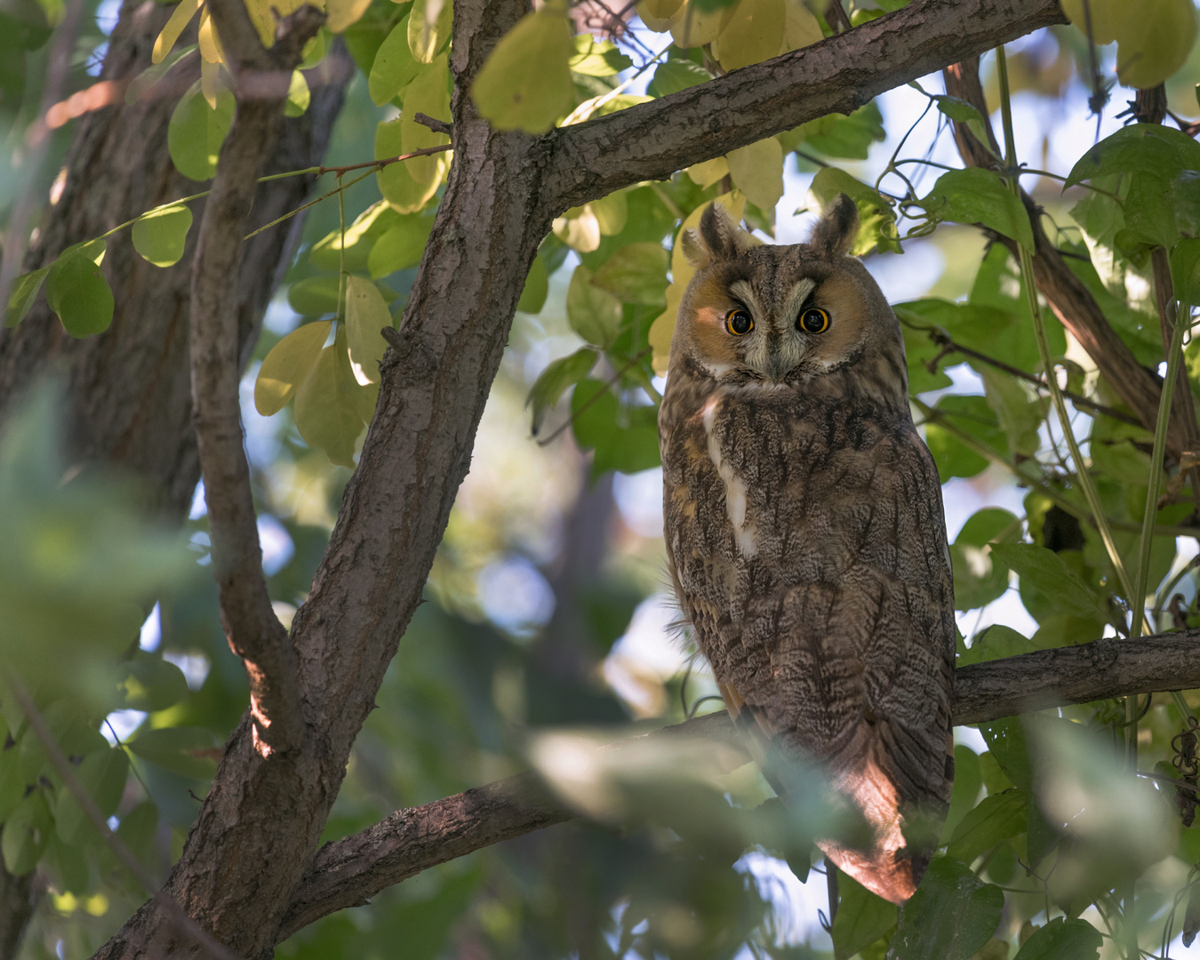 Waldohreule (Asio otus)