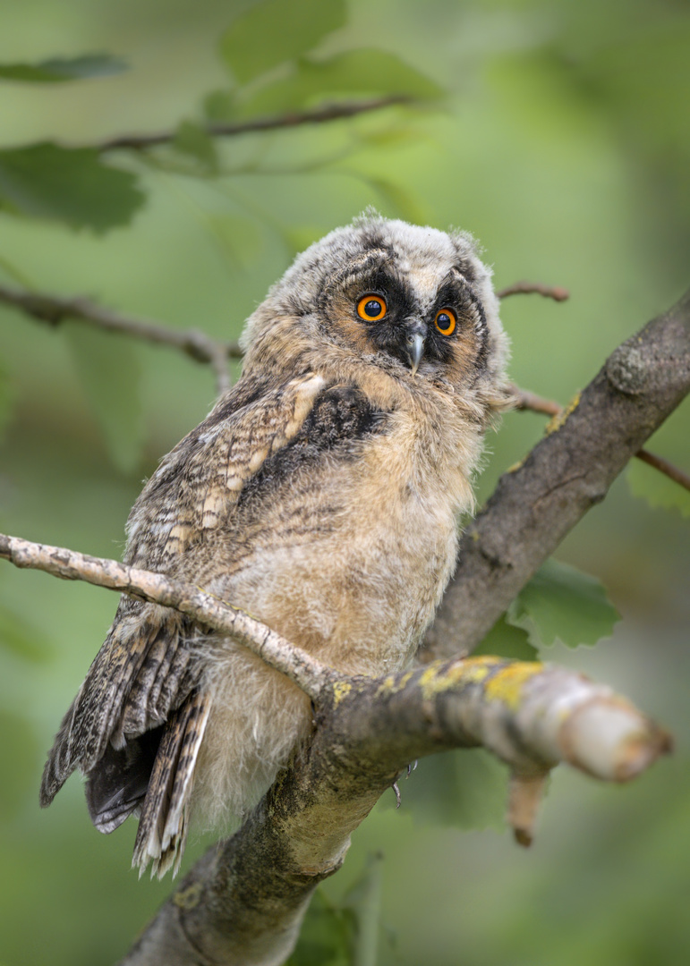 Waldohreule (Asio otus)