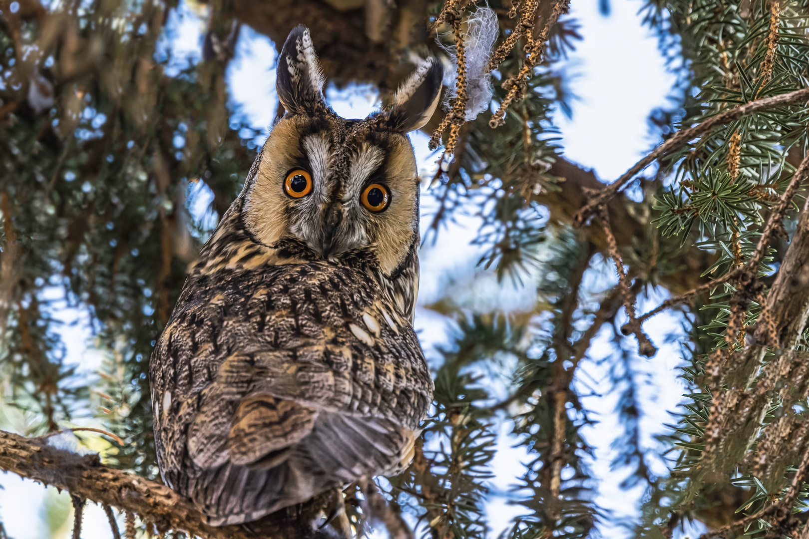  Waldohreule (Asio otus) 