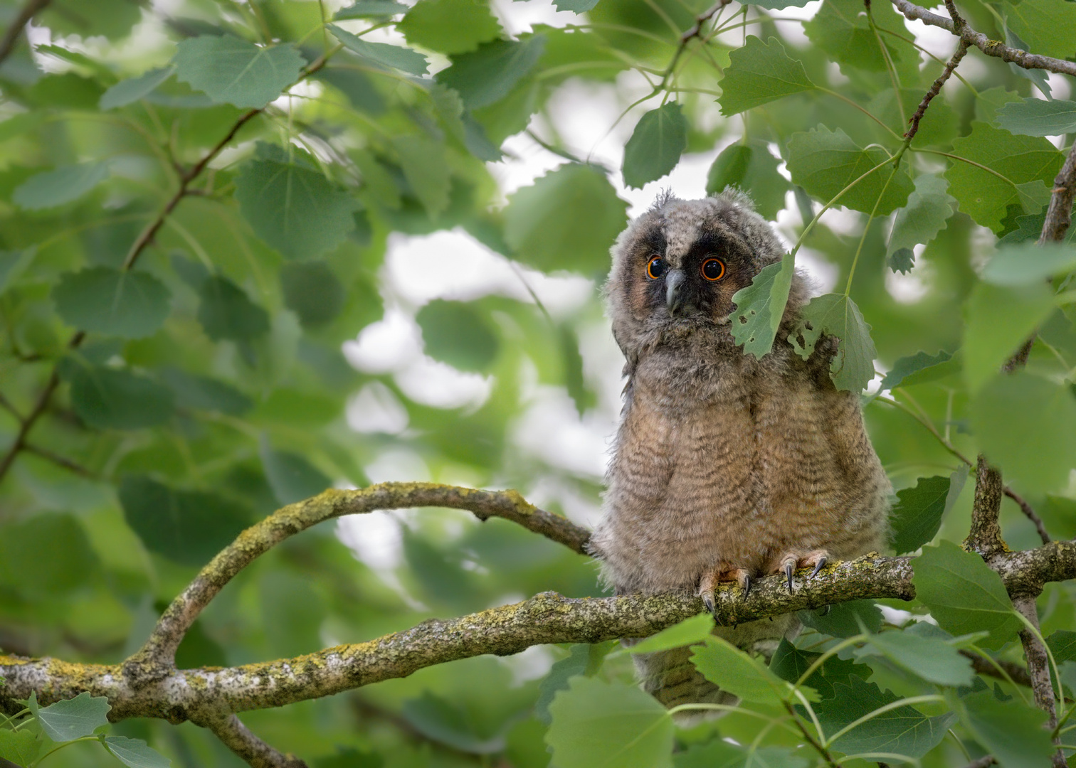 Waldohreule (Asio otus)