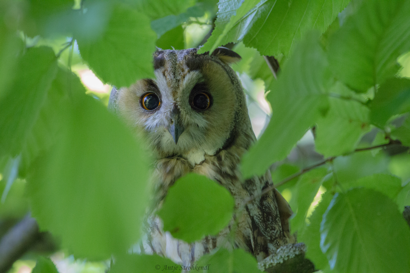 Waldohreule - Asio otus