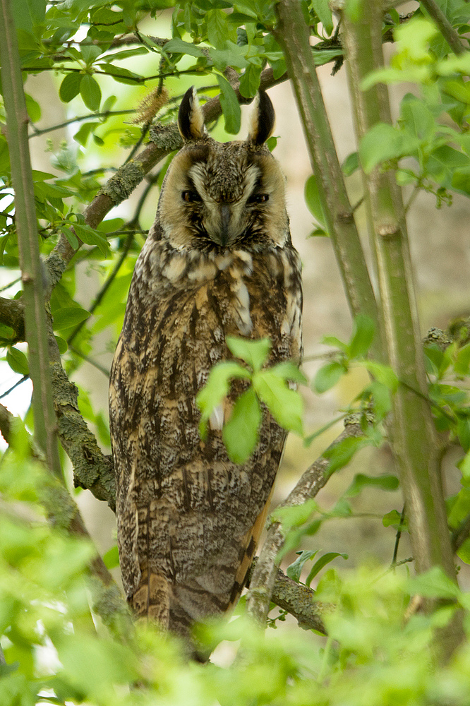 Waldohreule - Asio otus