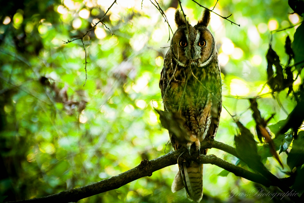 Waldohreule (Asio otus)