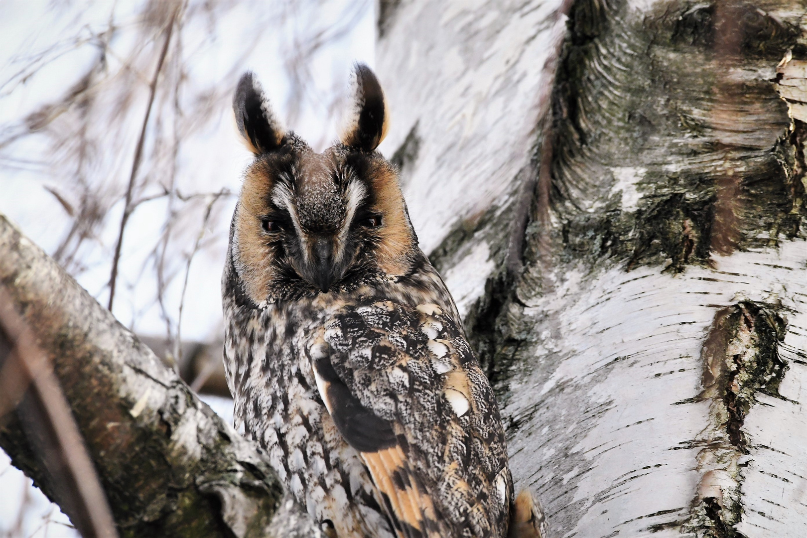 Waldohreule (Asio otus)