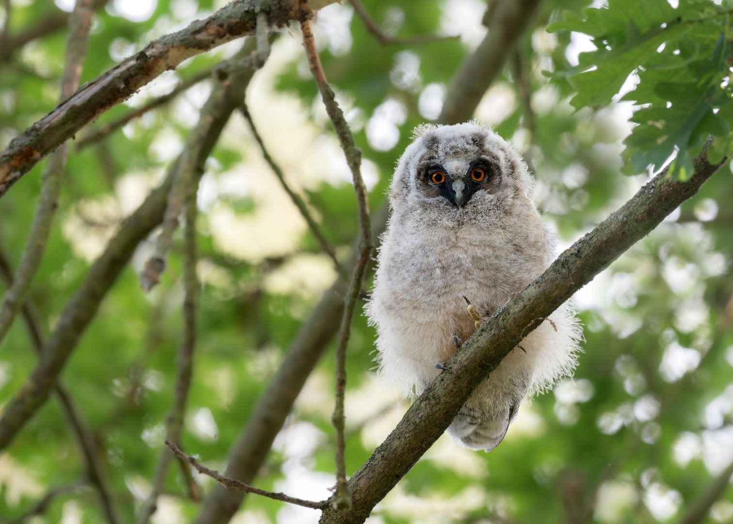 Waldohreule (Asio otus)