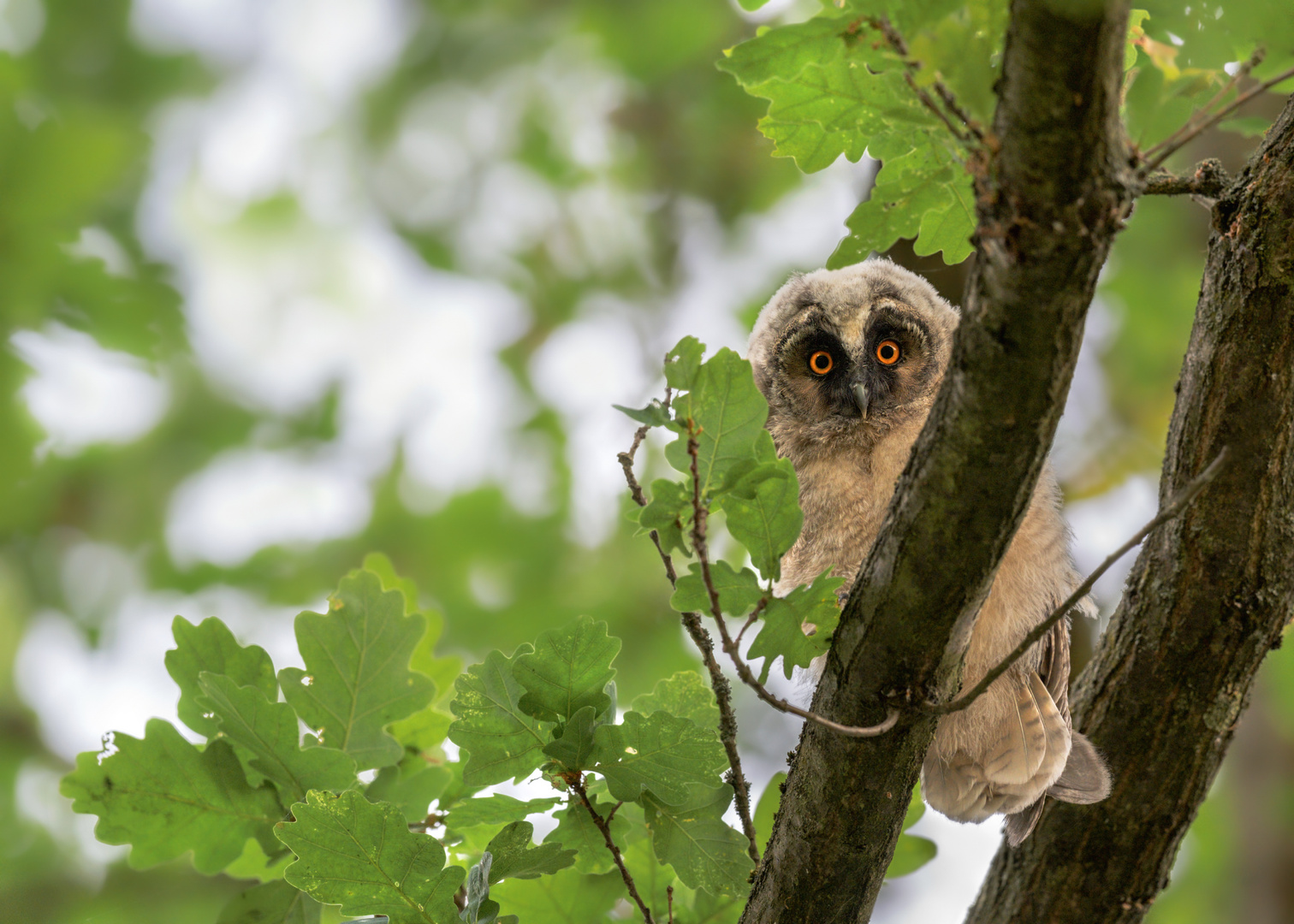 Waldohreule (Asio otus)