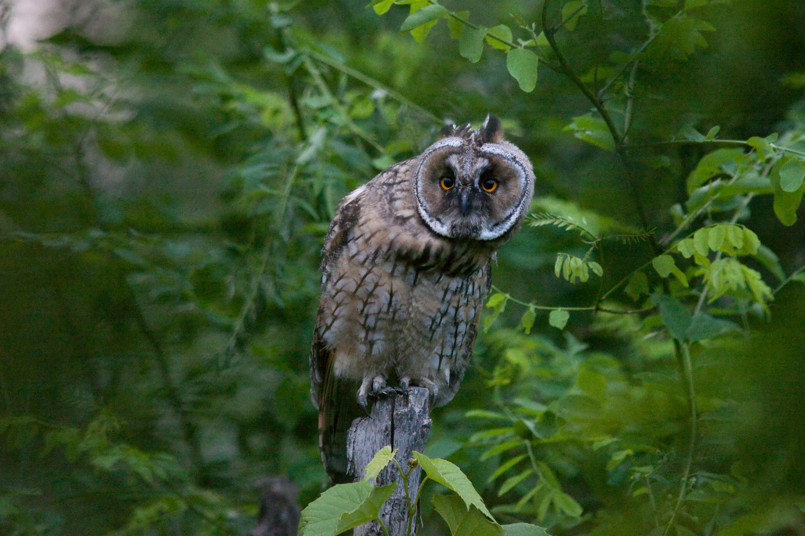 Waldohreule (Asio otus)