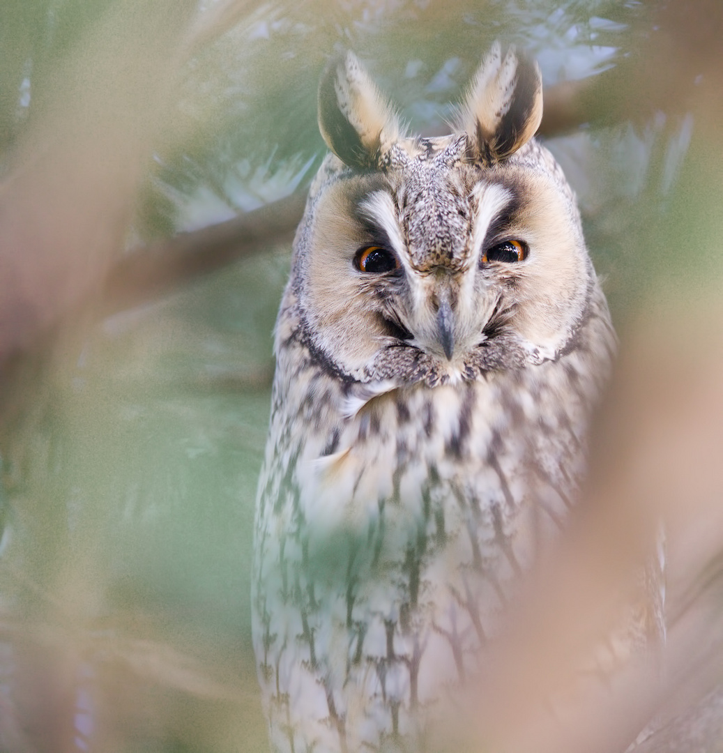 Waldohreule (Asio otus)