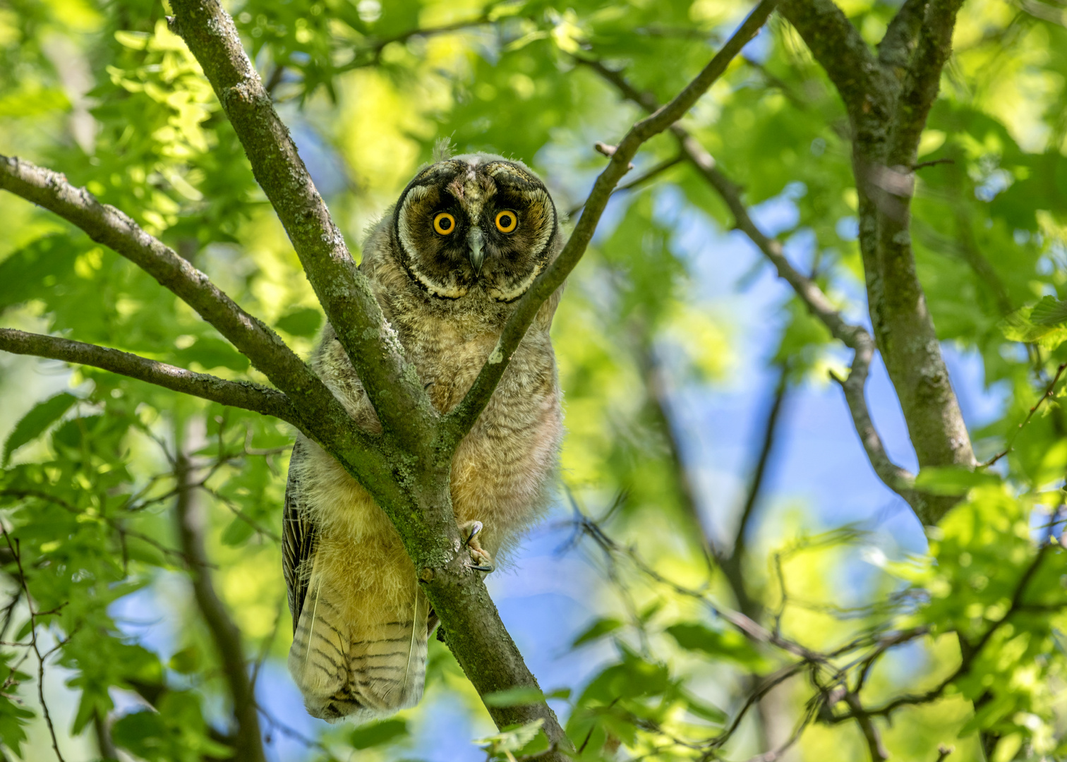 Waldohreule (Asio otus)