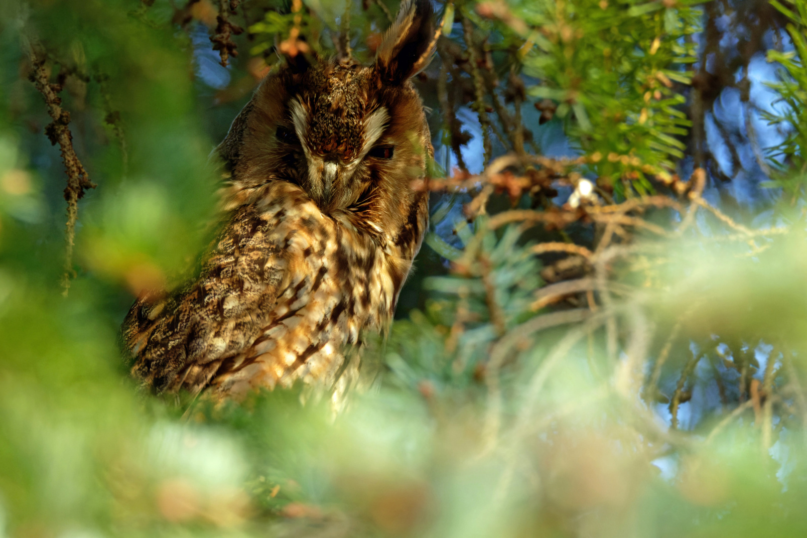 Waldohreule  (Asio otus)