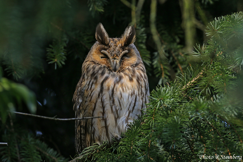 Waldohreule (Asio otus)...