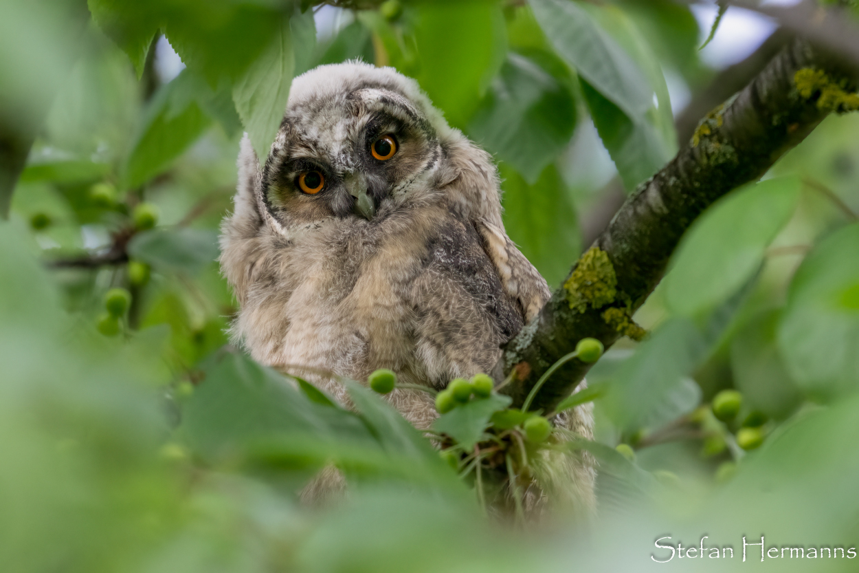 Waldohreule (Asio otus) 