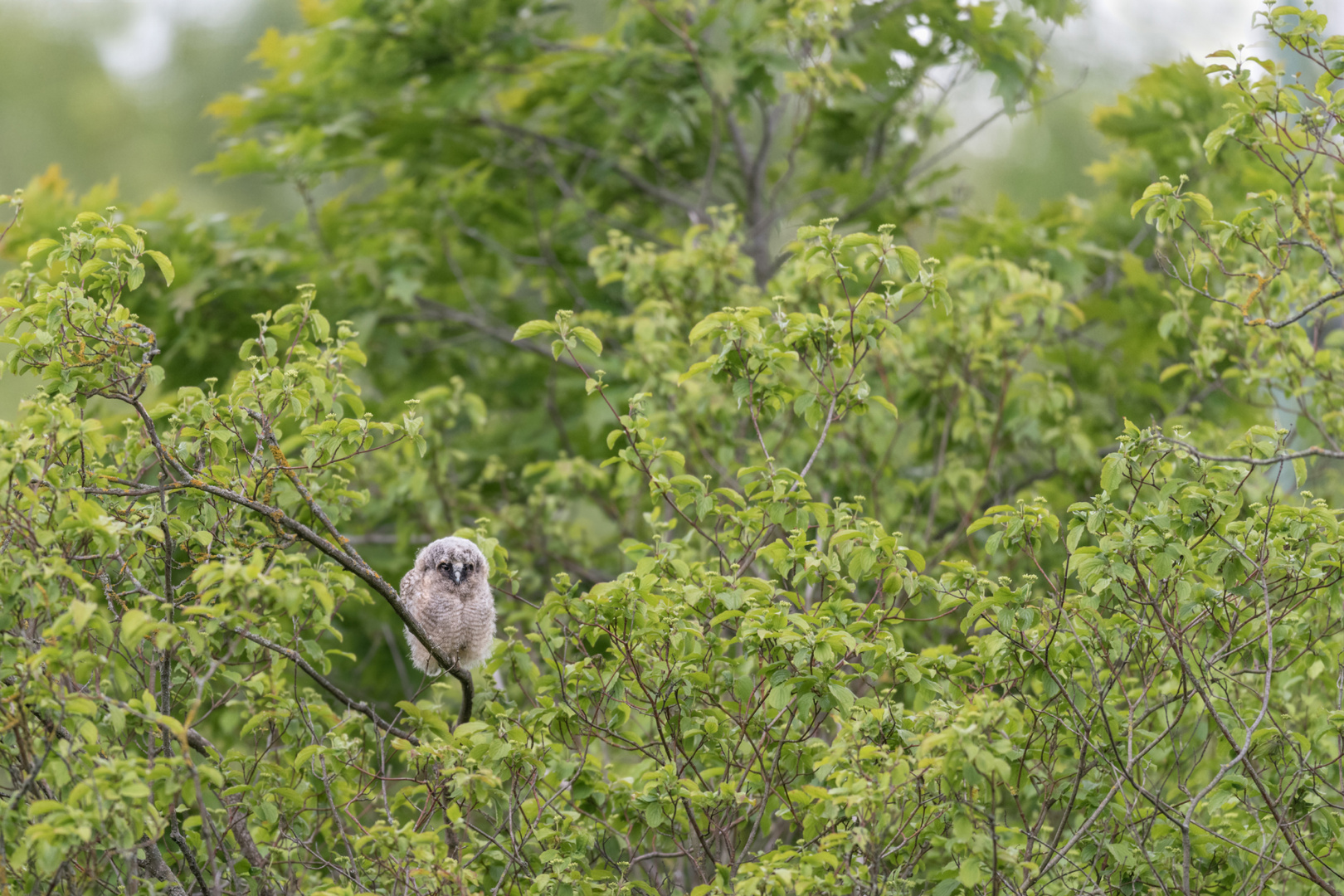 Waldohreule (Asio otus) 