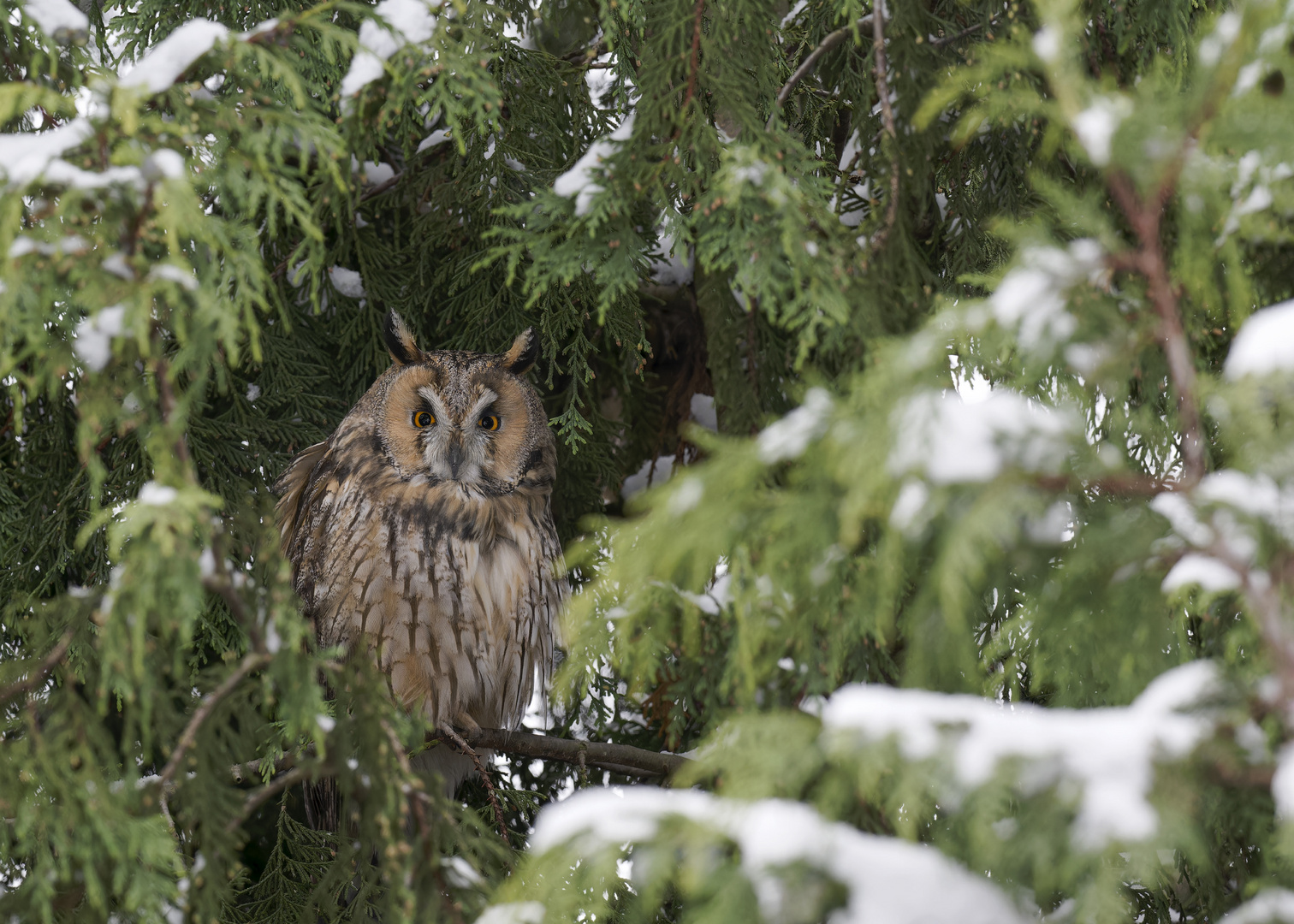 Waldohreule (Asio otus) 