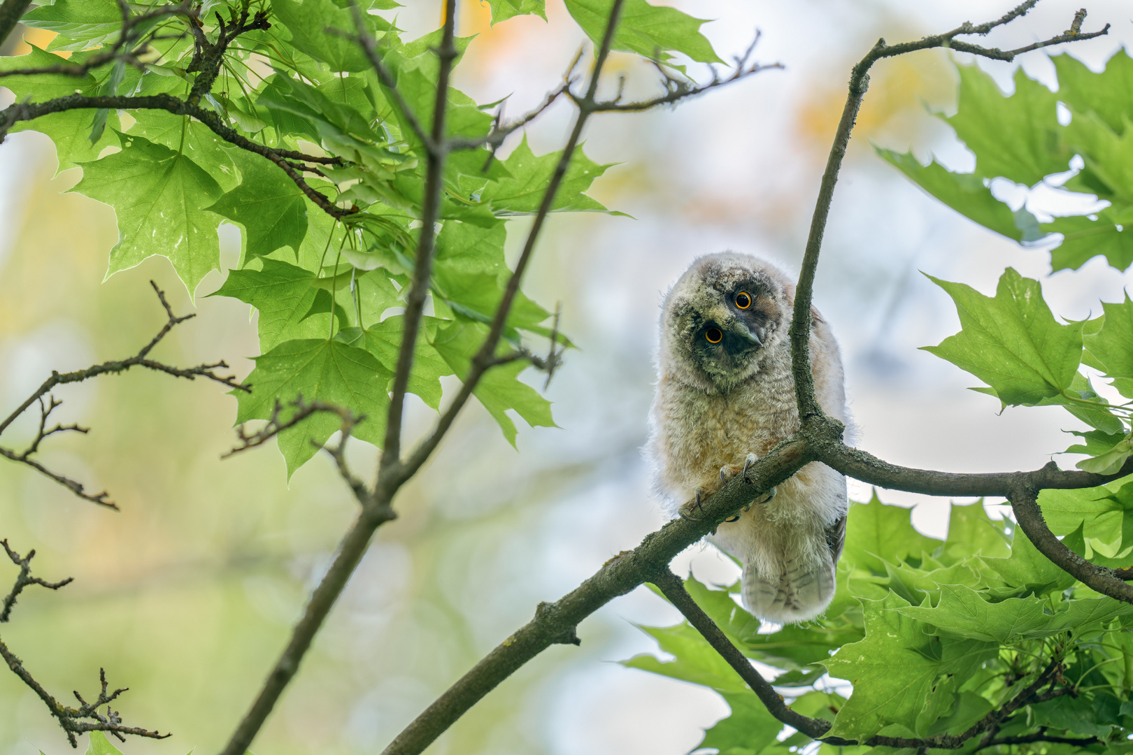 Waldohreule (Asio otus)