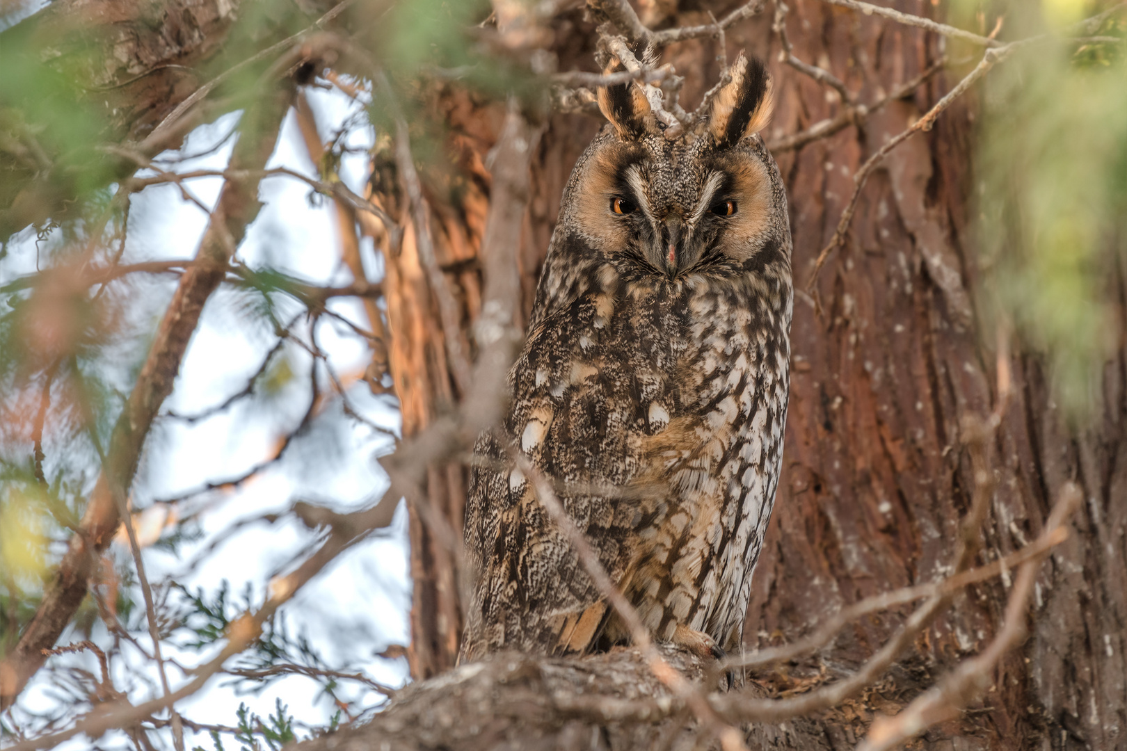 Waldohreule (Asio otus)