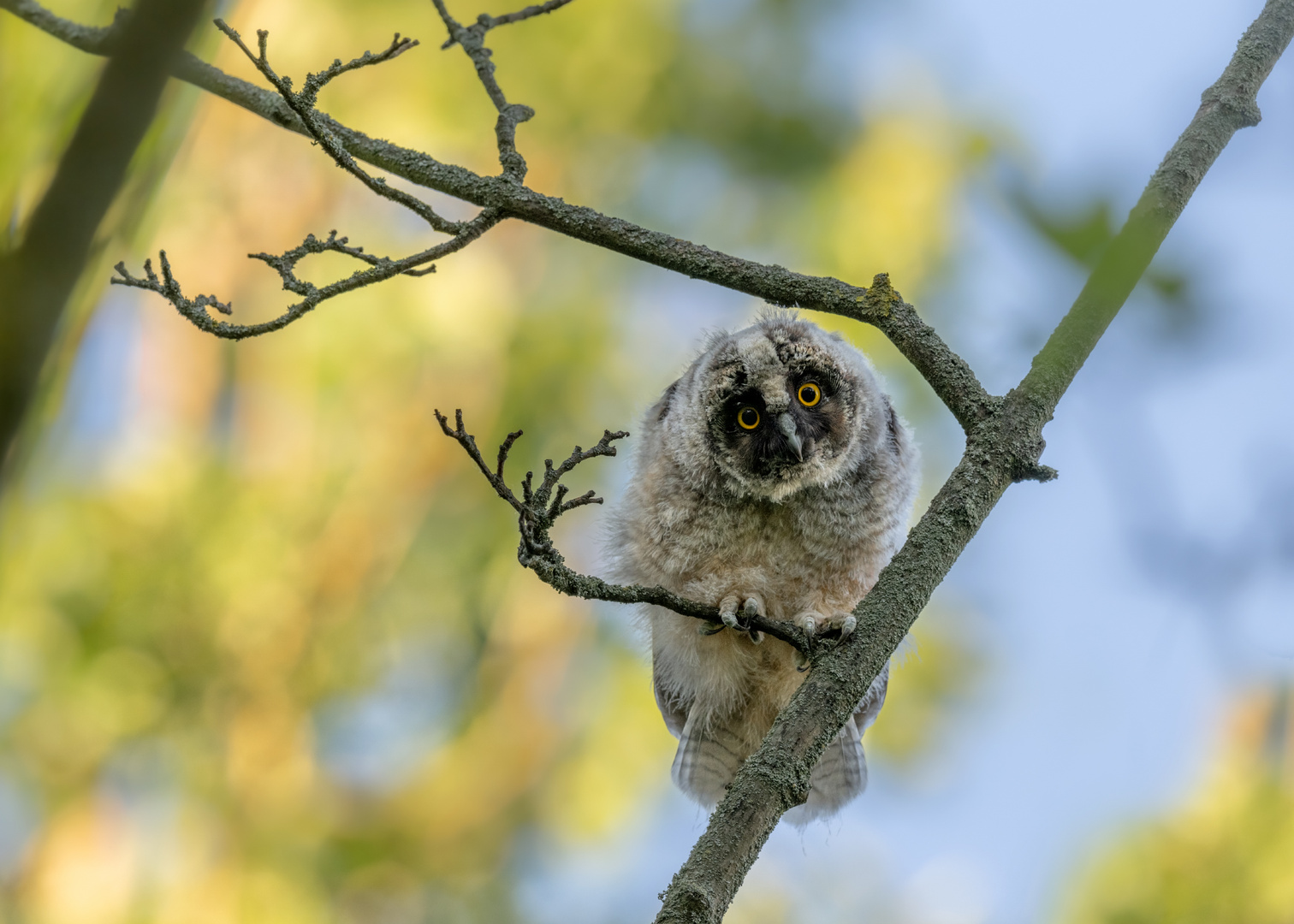 Waldohreule (Asio otus)