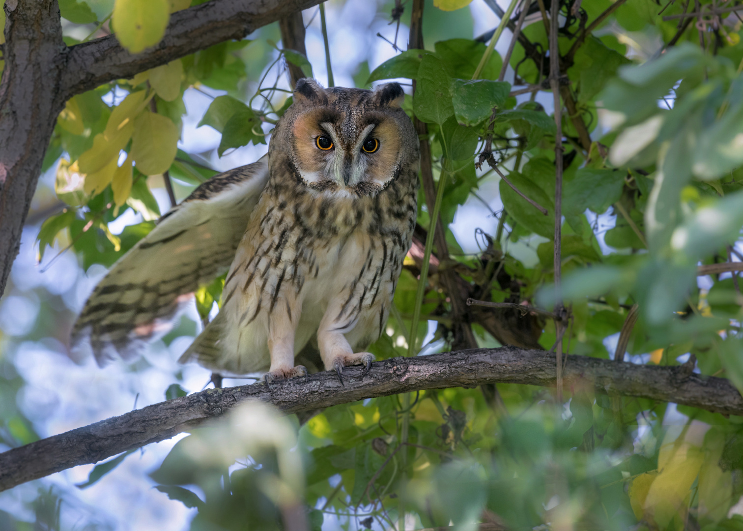 Waldohreule (Asio otus)