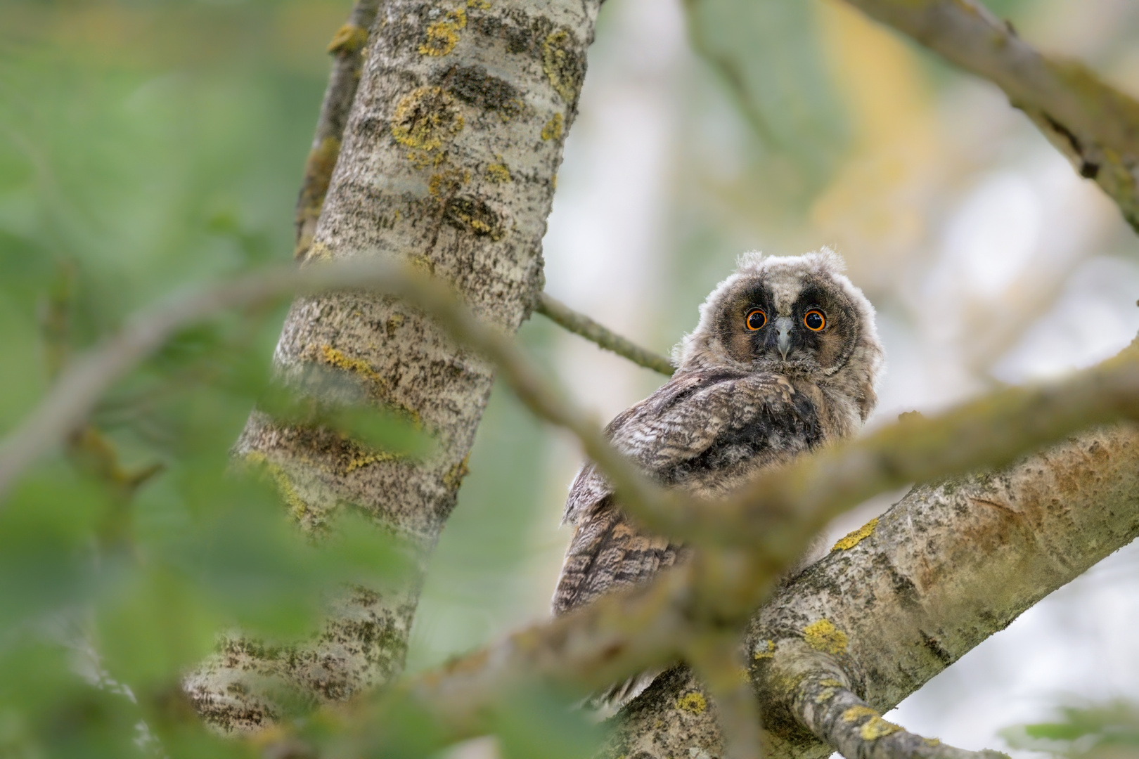 Waldohreule (Asio otus)