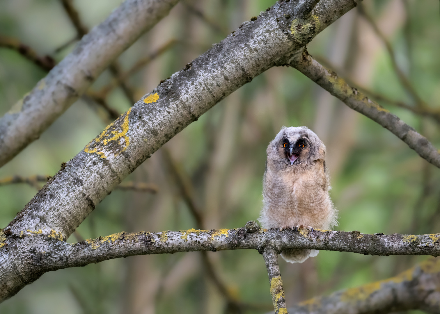 Waldohreule (Asio otus)