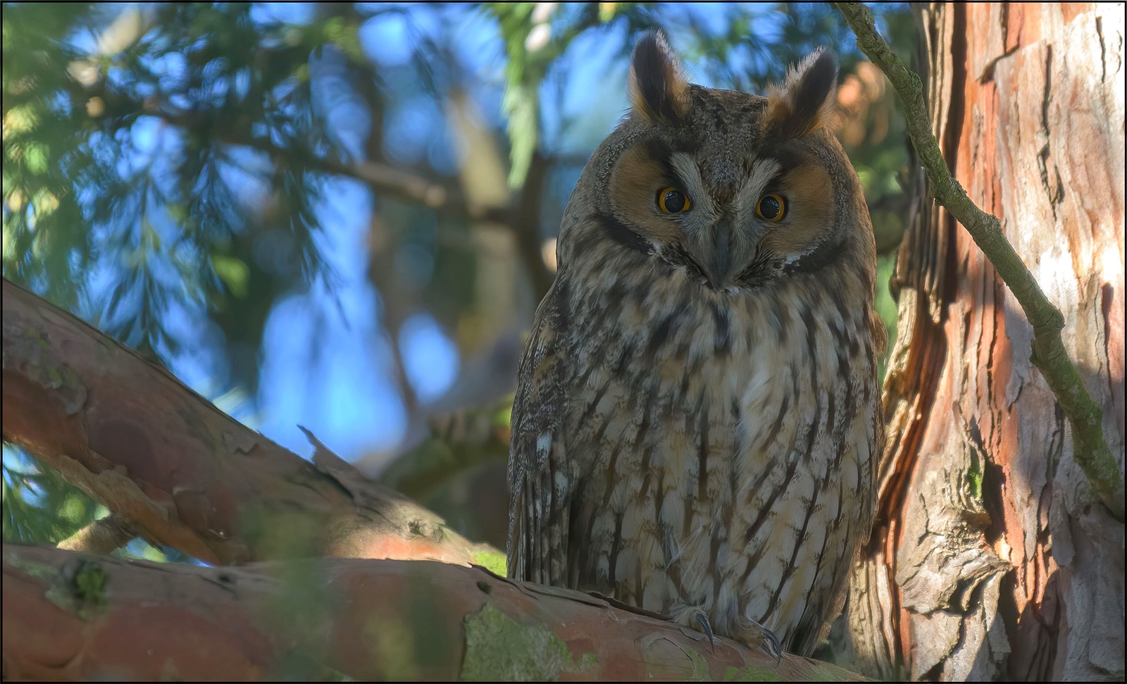 Waldohreule (Asio otus)