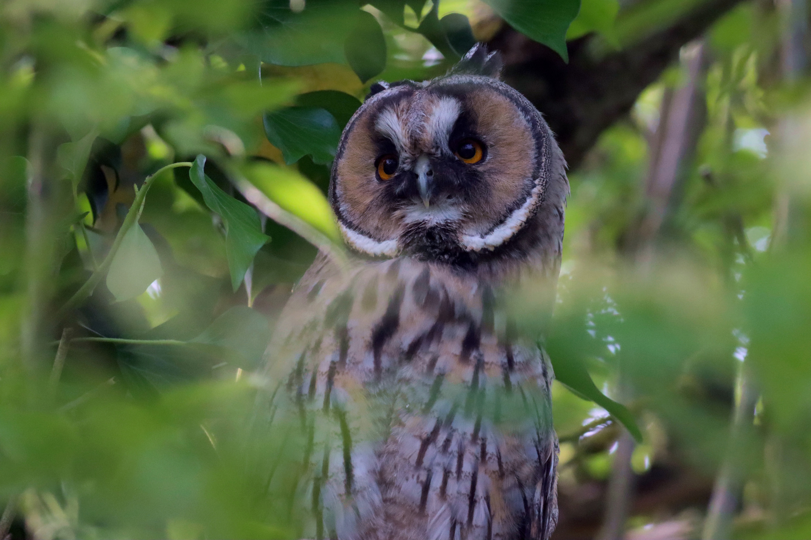 Waldohreule ( Asio otus )