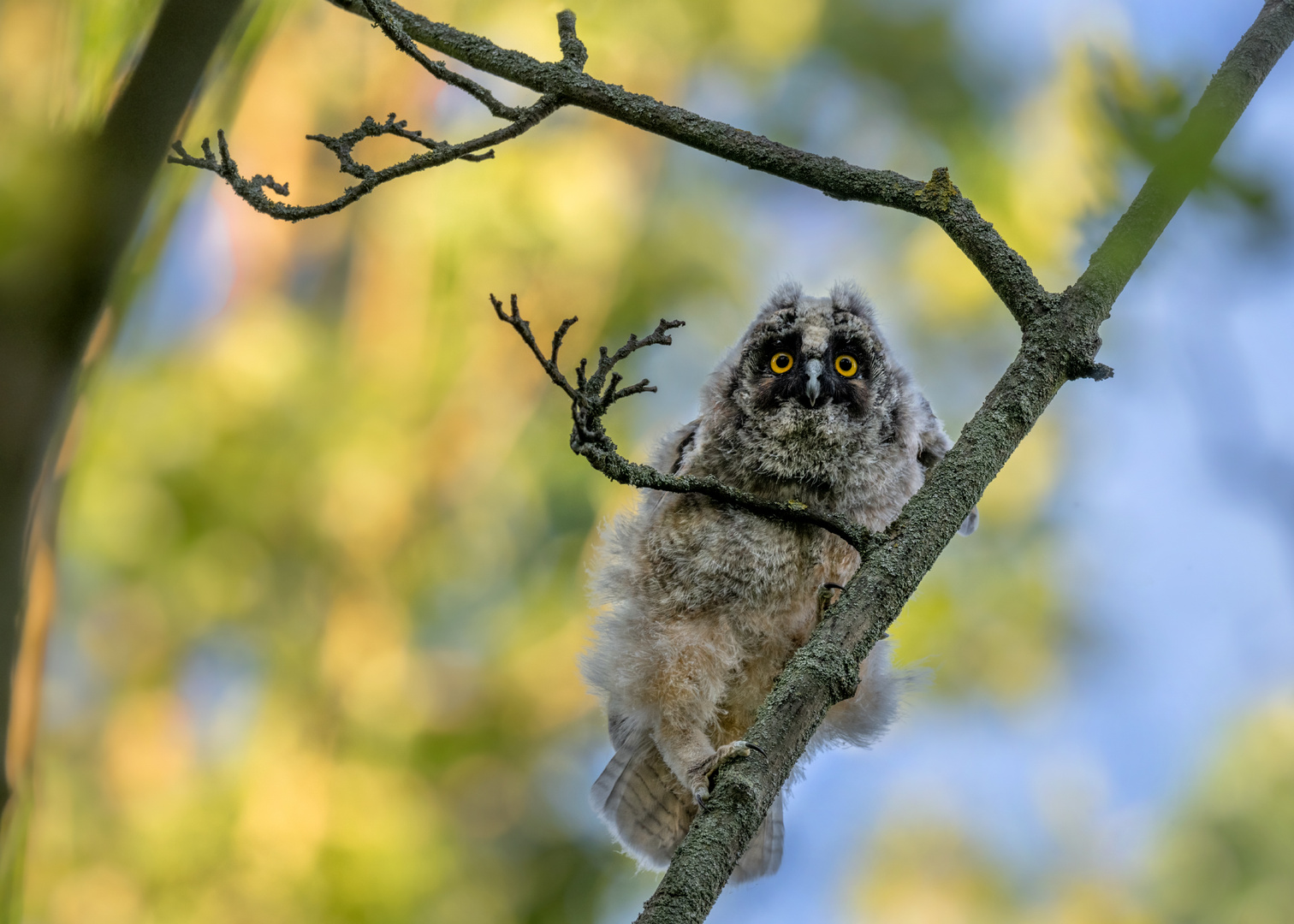 Waldohreule (Asio otus)