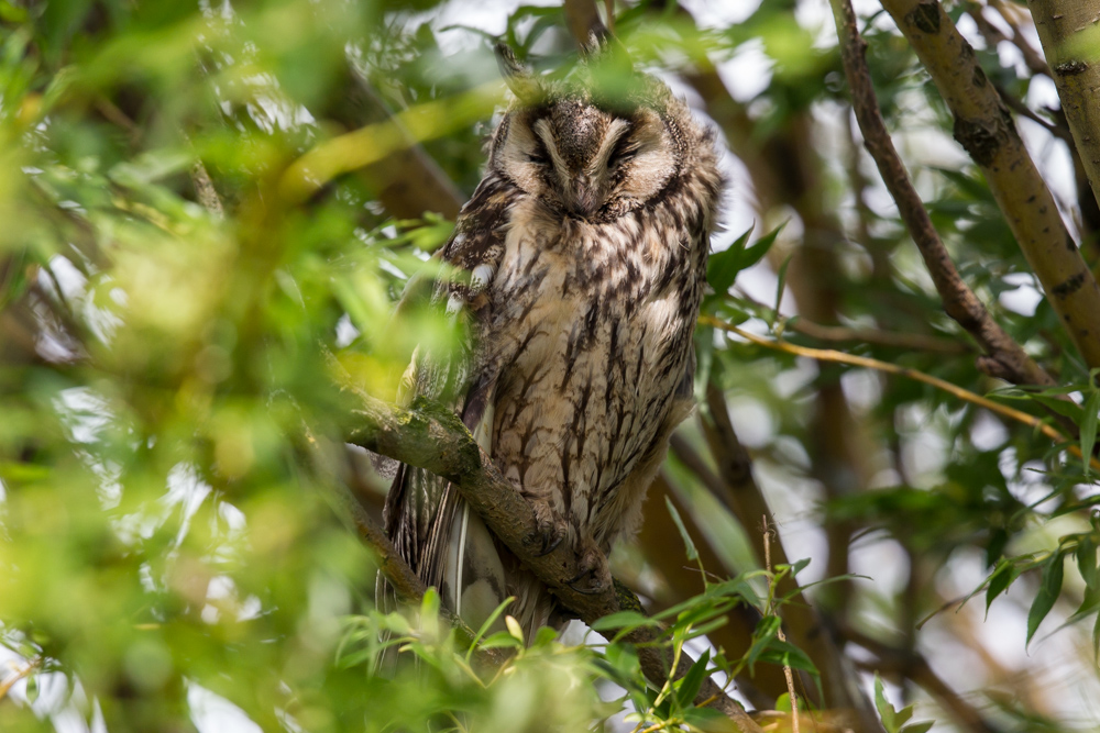 Waldohreule (Asio otus)