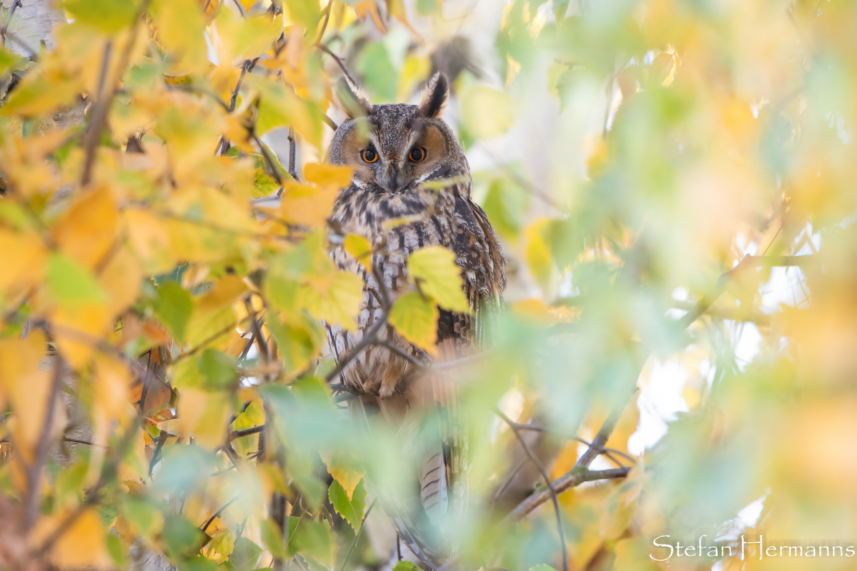 Waldohreule (Asio otus)