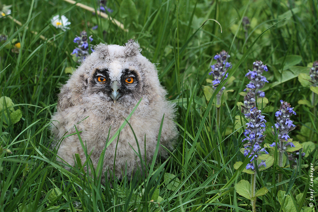  Waldohreule (Asio otus) Juv. 