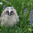  Waldohreule (Asio otus) Juv. 