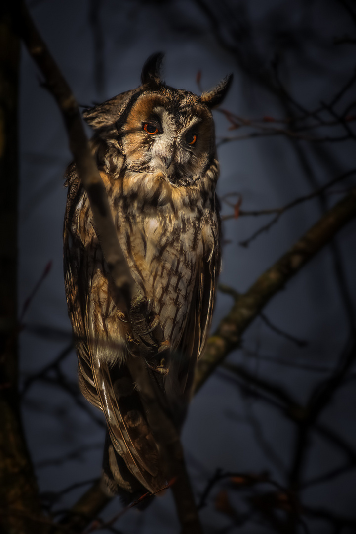 Waldohreule (Asio otus)- Long-eared owl