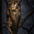 Waldohreule (Asio otus)- Long-eared owl