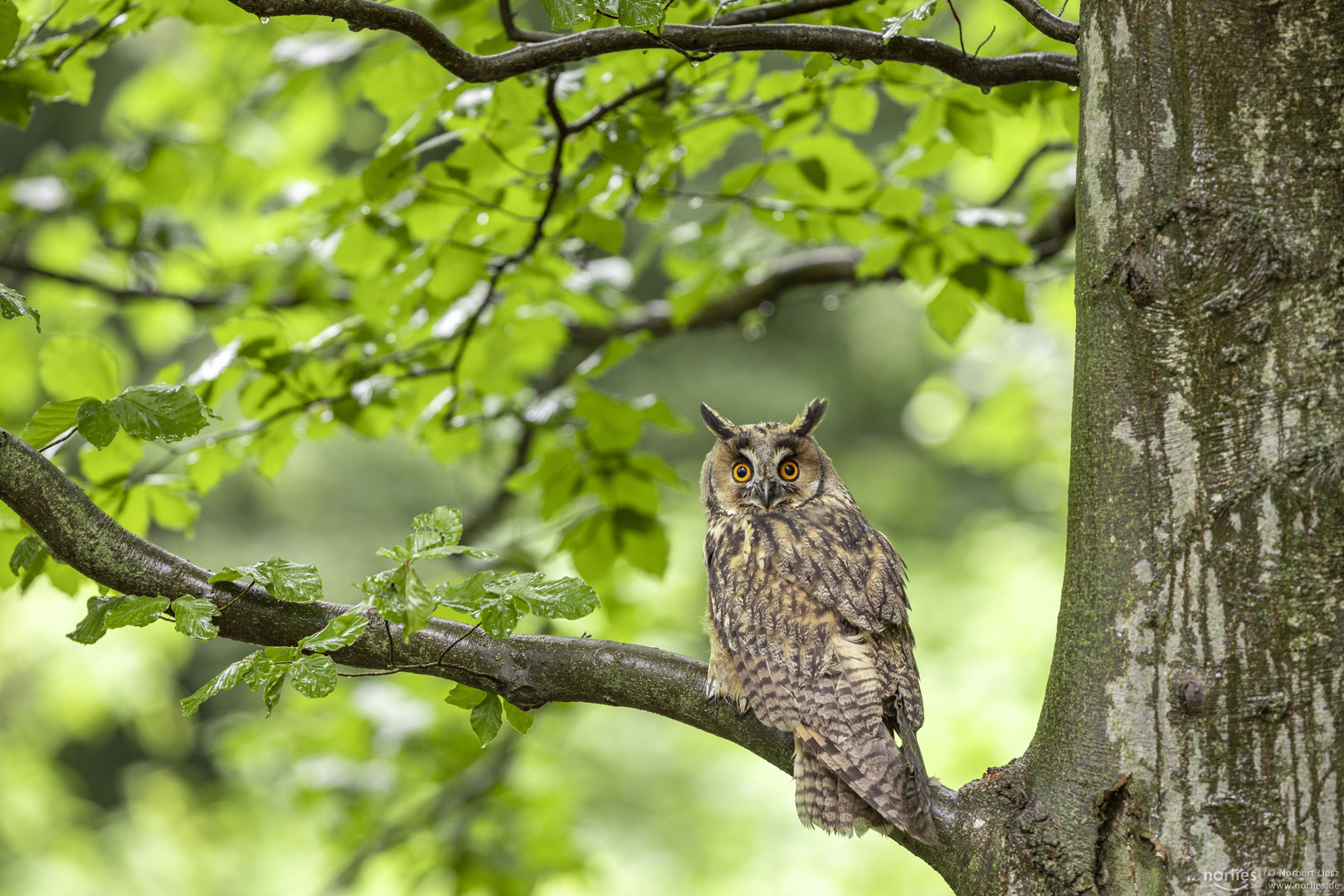 Waldohreule auf Baum