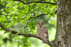 Waldohreule auf Baum