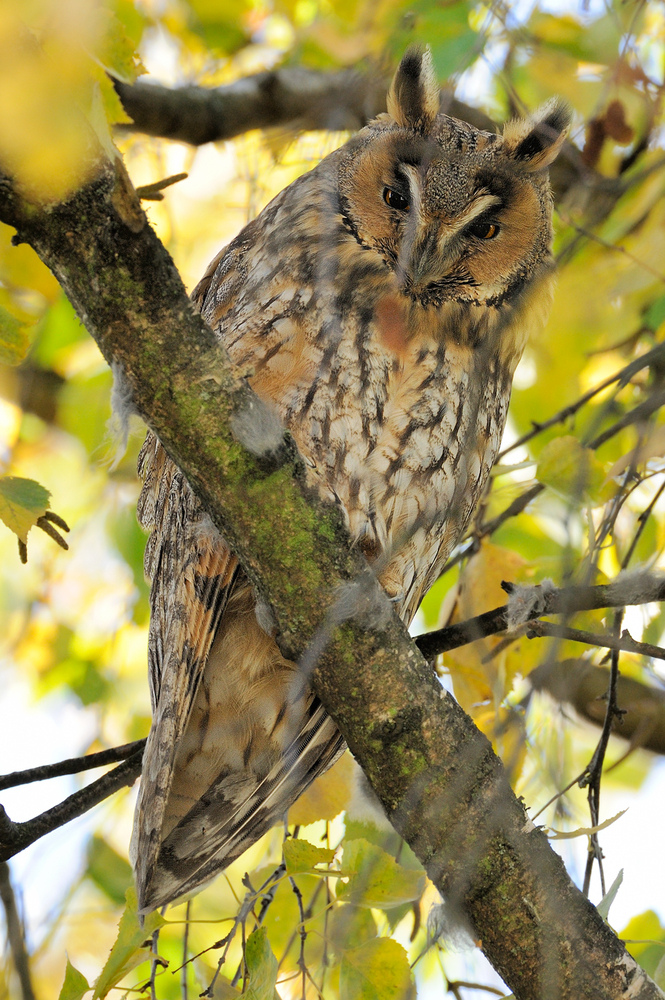 Waldohreule auf Birke