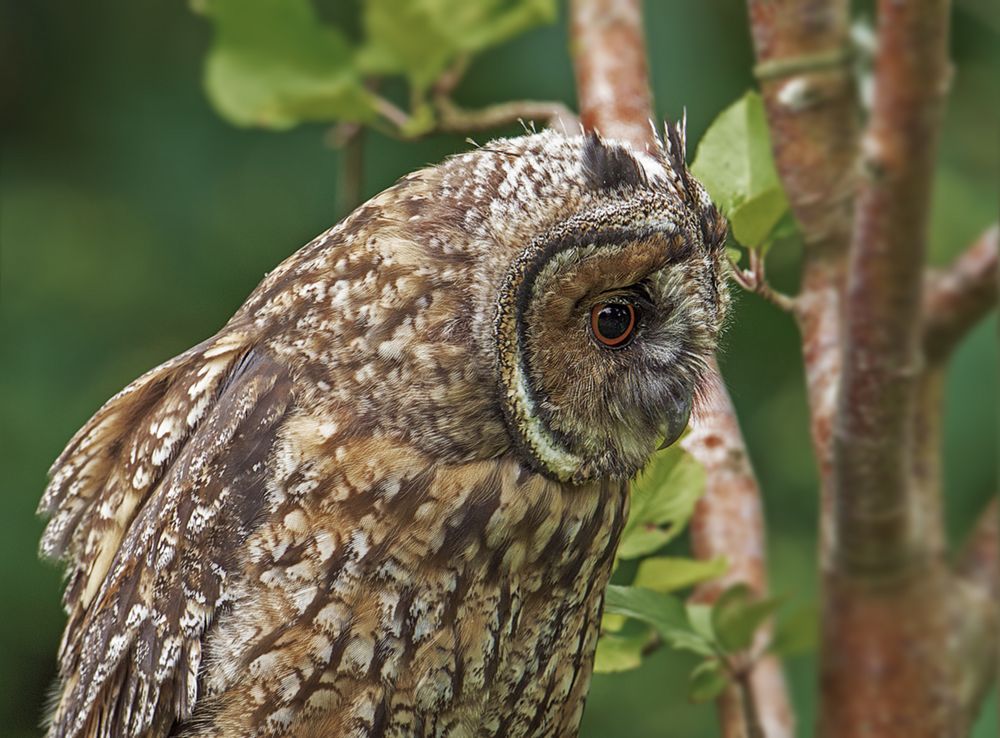 Waldohreule aus meinem Garten. Foto &amp; Bild tiere