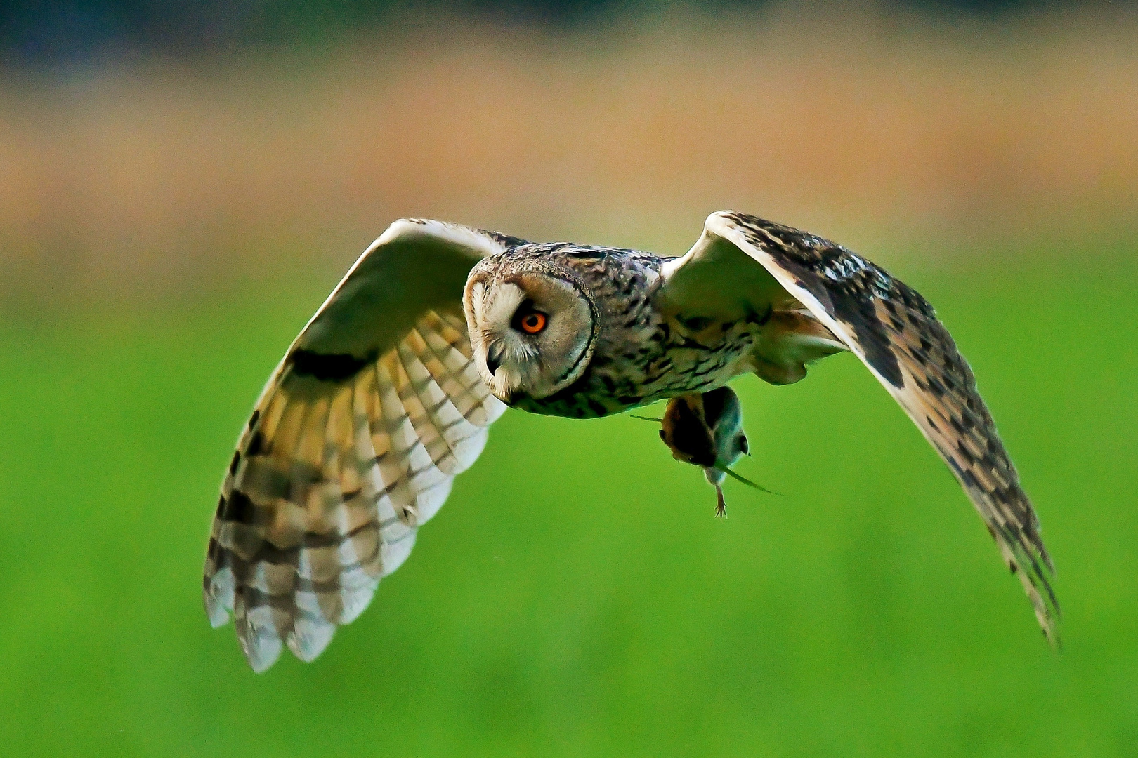 Waldohreule bei der Jagd 