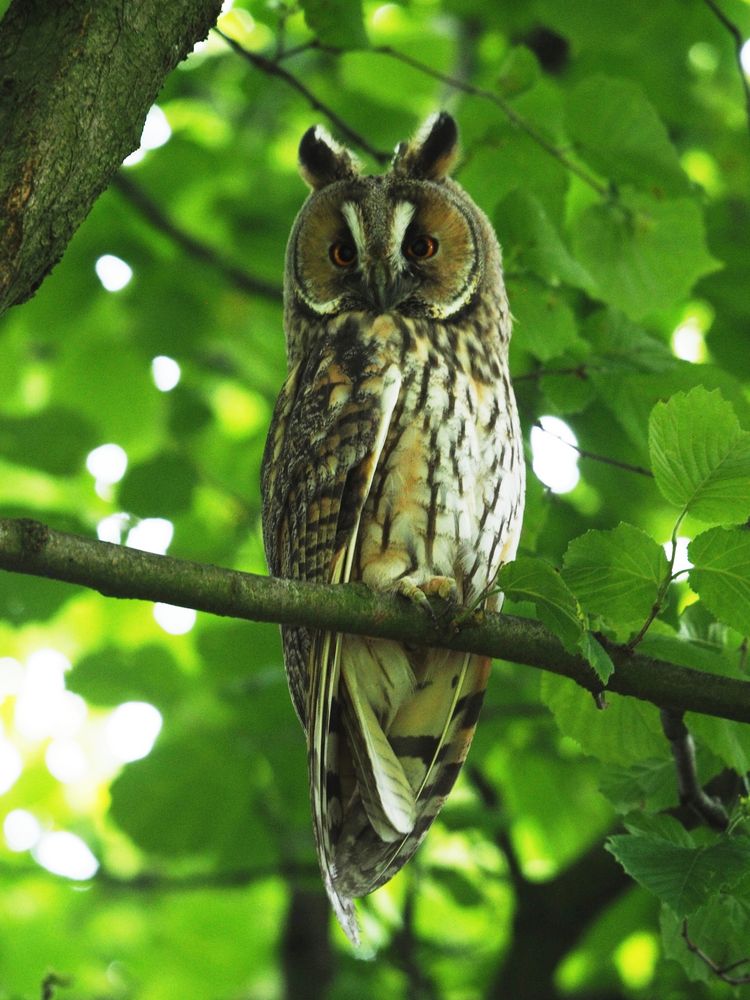 Waldohreule bei uns in Garten Foto & Bild deutschland