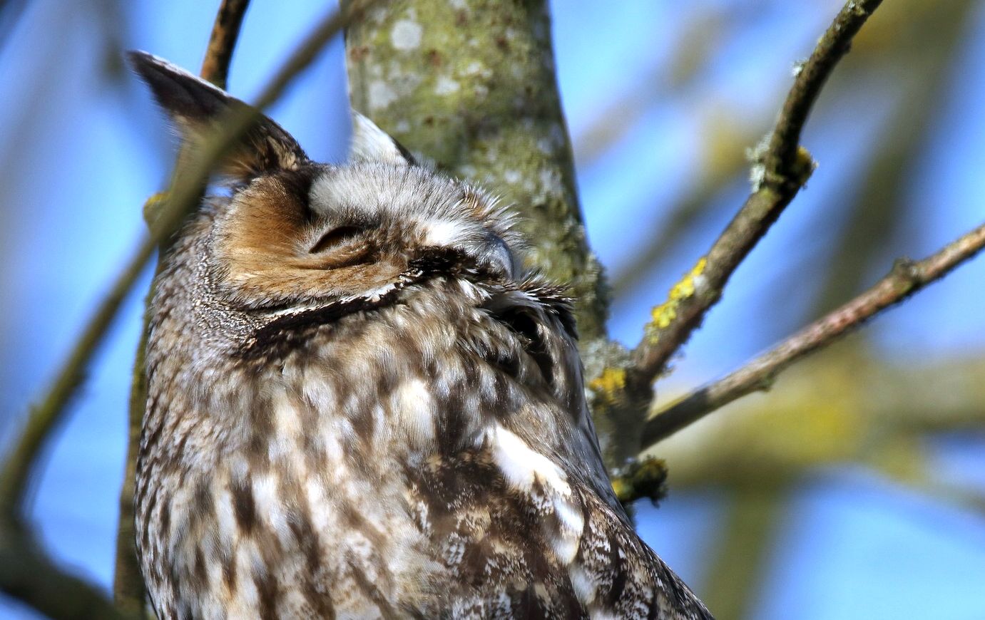 Waldohreule beim Nickerchen