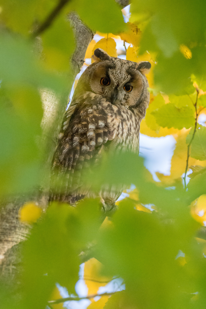 Waldohreule blickt durchs Herbstlaub