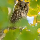 Waldohreule blickt durchs Herbstlaub