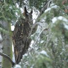 Waldohreule dösend im Schlafbaum